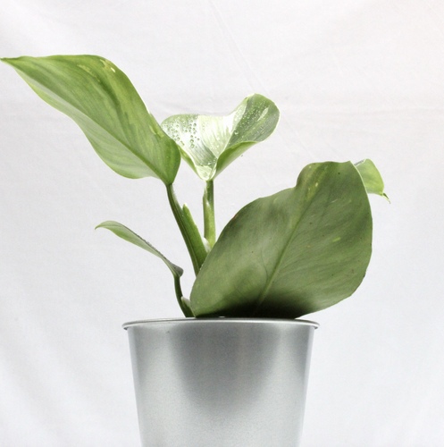 Philo Rugosum Plant Mini Offer نبتة الفيلو روقوسم ميني