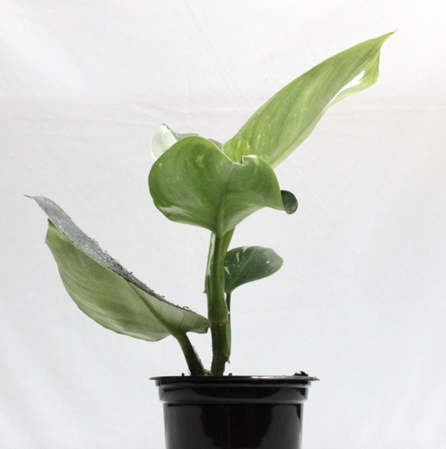 Philo Rugosum Plant Mini Offer نبتة الفيلو روقوسم ميني