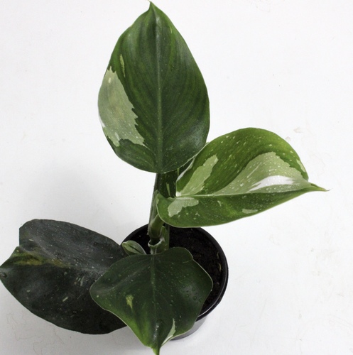 Philo Rugosum Plant Mini Offer نبتة الفيلو روقوسم ميني
