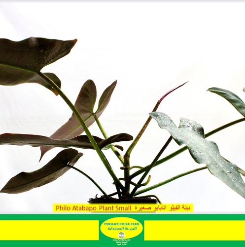 Philo Atabapo Plant Small نبتة الفيلو اتابابو صغيرة