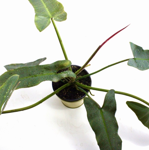 Philo Atabapo Plant Small نبتة الفيلو اتابابو صغيرة