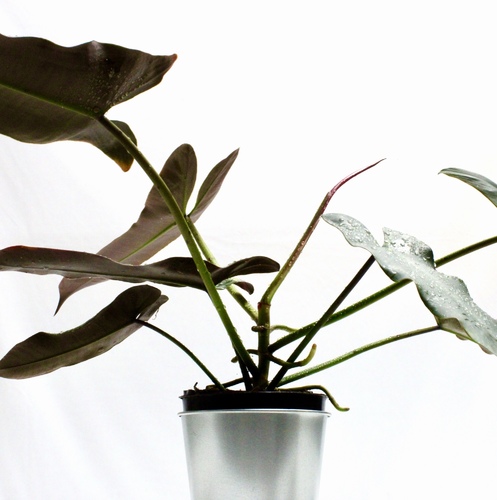 Philo Atabapo Plant Small نبتة الفيلو اتابابو صغيرة
