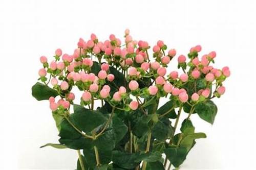 HYPERICUM PINK - 10 STEM HYPERICUM PINK