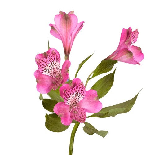 ALSTROEMERIA PINK - 10 STEM ALSTROEMERIA PINK