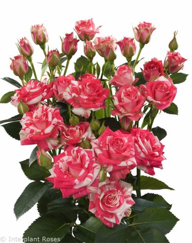 BABY ROSE FUSHIA MIX - 10 STEM BABY ROSE FIRE WORKS