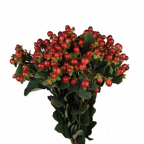 HYPERICUM RED - 10 STEM HYPERICUM RED