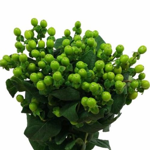 HYPERICUM GREEN - 10 STEM HYPERICUM GREEN