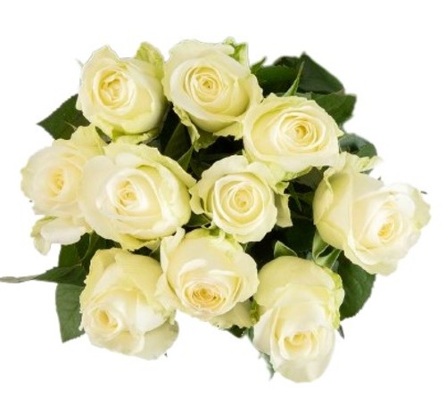 10 ROSES WHITE - 10 STEMS ROSES WHITE