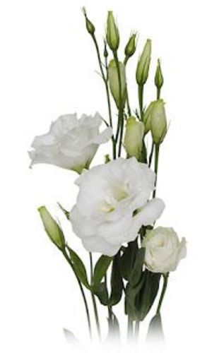 LISIANTHUS WHITE - 10 STEMS LIASIANTHUS WHITE