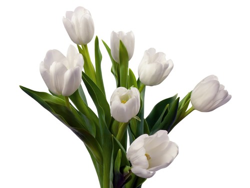 TULIP WHITE - 10 STEMS TULIP WHITE