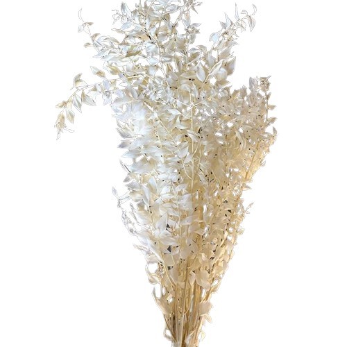 RUSCUS WHITE DRIED - 1 Bunch