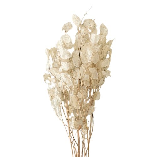 LUNARIA BLEACHED DRIED - 1 Bunch