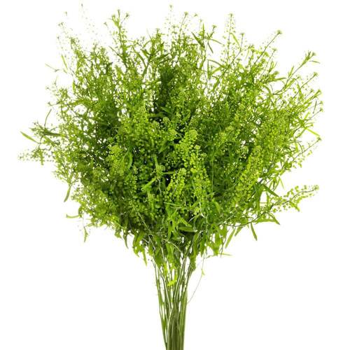 LEPIDIUM GREEN DRAGON - 10 Stems Lepidium Green Dragon