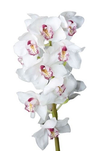 CYMBIDIUM WHITE - 1 STEM CYMBIDIUM WHITE