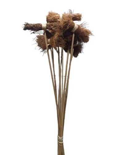 HOCUS POUS WOOD BROWN - 1 BUNCH