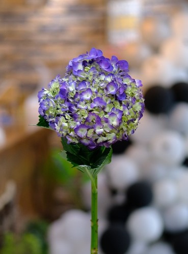 HYDRANGEA PURPLE - 1 STEM HYDRANGEA PURPLE