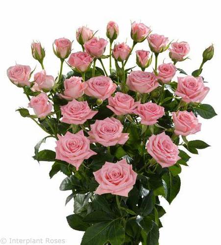 BABY ROSE LIGHT PINK - 10 STEMS BABY ROSE LIGHT PINK