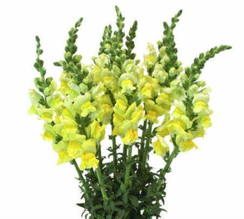 SNAPDRAGON YELLOW - 10 STEMS SNAPDRAGON YELLOW