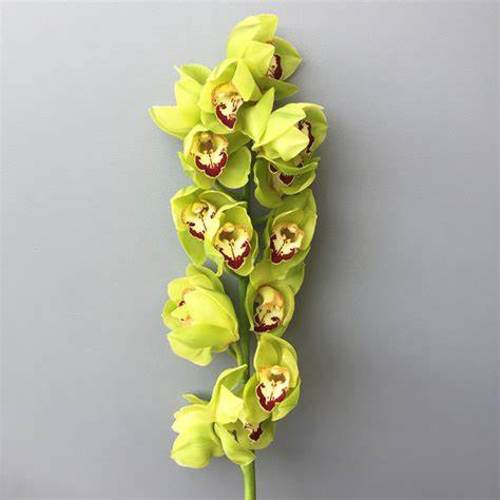 CYMBIDIUM GREEN - 1 STEM CYMBIDIUM GREEN