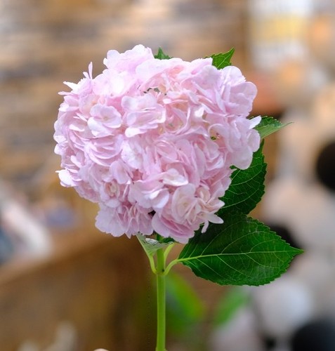 HYDRANGEA PINK - 1 STEM HYDRANGEA PINK