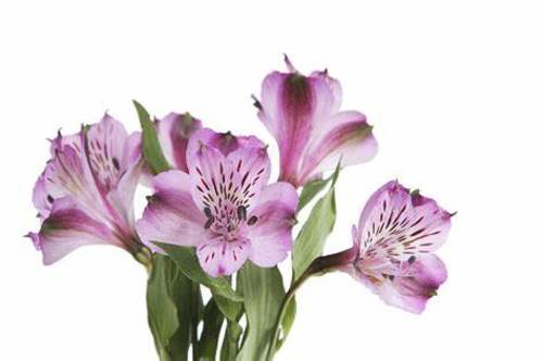 ALSTROEMERIA PURPLE - 10 STEM ALSTROEMERIA PURPLE