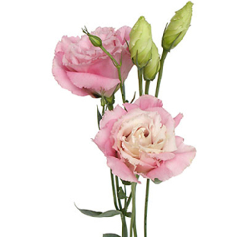 LISIANTHUS  PINK - 10 STEMS LISIANTHUS PINK