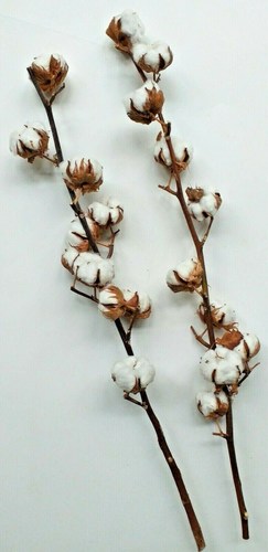 COTTON STICK - 1 STEMS