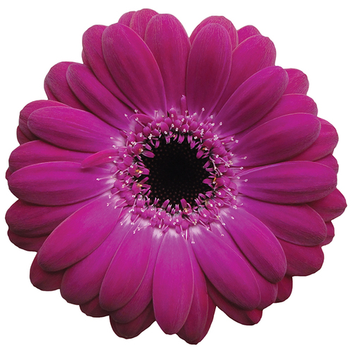 MINI GERBERA PURPLE - 10 STEMS MINI GERBERA PURPLE