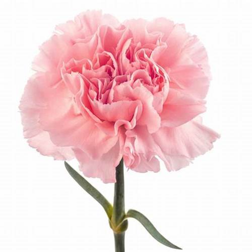 CARNATION PINK - 20 STEMS CARNATION PINK