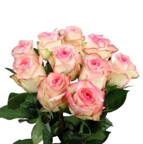 10 ROSES PEACH - 10 STEMS ROSES PEACH