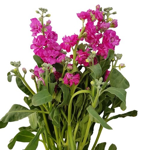 SNAPDRAGON PINK - 10 STEMS SNAPDRAGON PINK