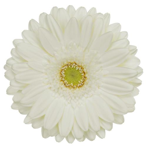 GERBERA WHITE - 10 STEMS GERBERA WHITE