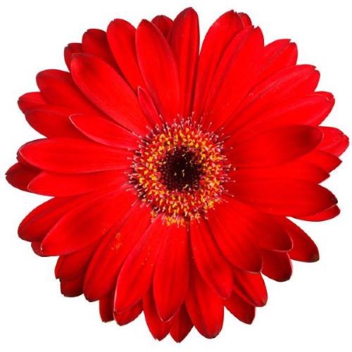 GERBERA RED - 10 STEMS GERBERA RED