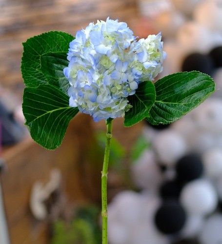 HYDRANGEA BLUE - 1 STEM HYDRANGEA BLUE