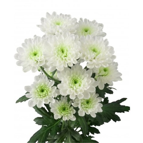 CHRYSANTHEMUM WHITE - 5 STEMS CHRYSTHEMUM WHITE