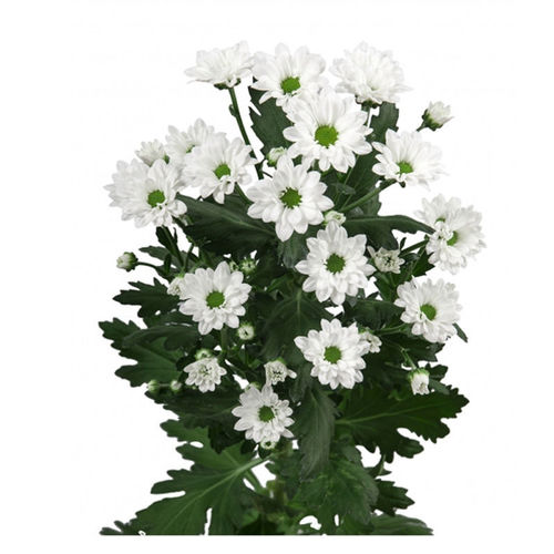 CHRYSANTHEMUM WHITE - 5 STEMS CHRYSTHEMUM WHITE