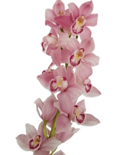 CYMBIDIUM PINK - 1 STEM CYMBIDIUM PINK