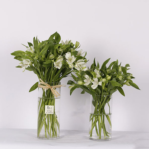 Alstroemeria - A bouquet of white alstroemeria arranged in a glass vase.