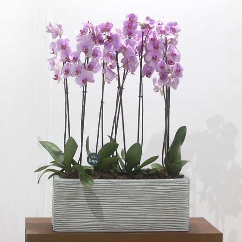 Pretty In Pink - 4 pink orchid plants arranged in rectangular vase. H 70  x w 22 cm.