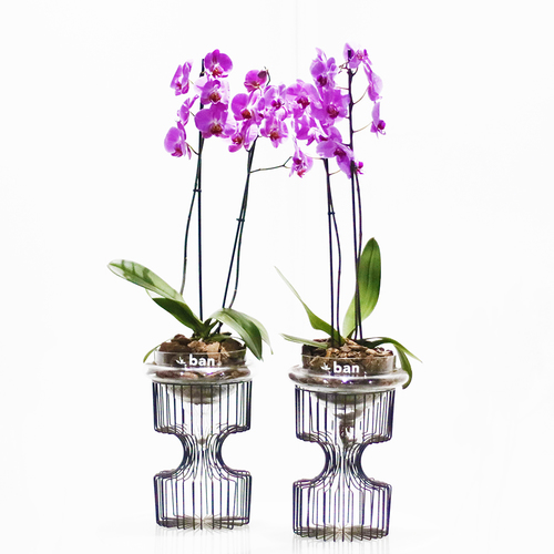 Mauve Phalaenopsis on a Stand - Each stand contains mauve color orchids plants. H 85 x W 20 cm.