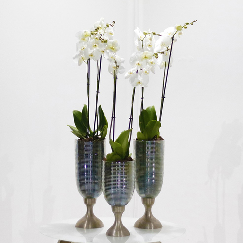 White Orchids Trio - Three footed vase, each contains white orchids plants. H 90 x W 15 cm.