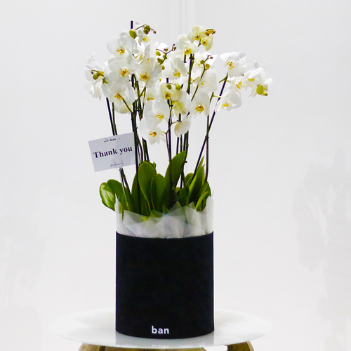 White in Black - Elegant white phalaenopsis plants in black velvet cylinder box. H 90 x W 35 cm.