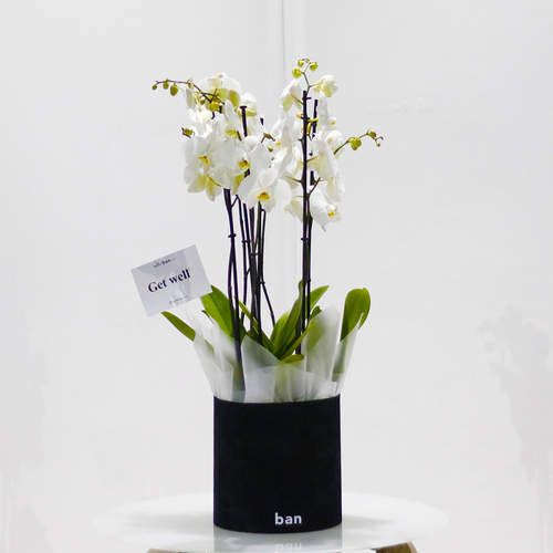 White in Black 2 - Elegant white phalaenopsis plants in black velvet cylinder box. H 85 x W 25 cm.