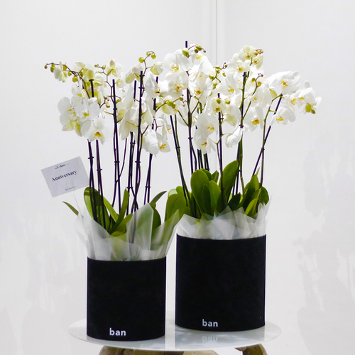 Ban Flowers - Exquisite Orchids - Each black velvet boxes contains an exquisite white orchid plants. H 90 x W 35 cm.