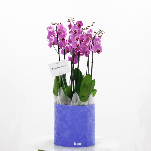 Mauve Orchids in Blue Velvet - Mauve phalaenopsis plants in blue velvet cylinder box. H 90 x W 35 cm.