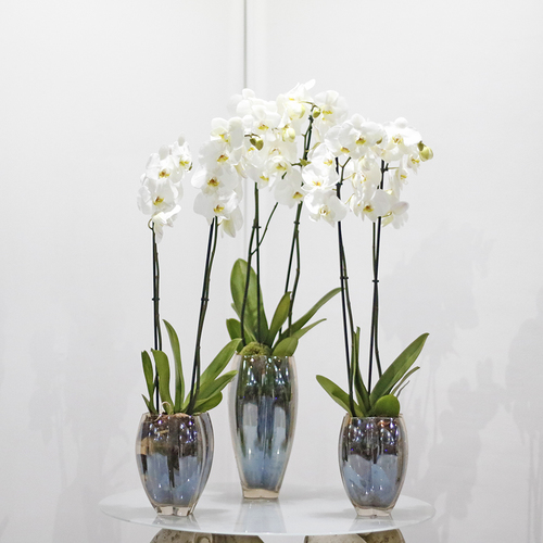 TLC Orchid - 3 glass vases that contain white orchid plants. H 80 x W 13 cm