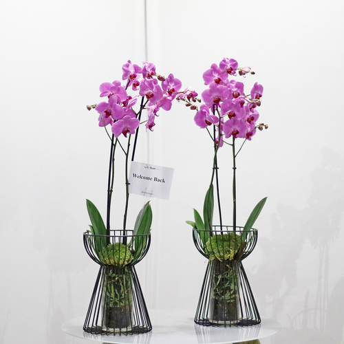 Ban Flowers - Mauve Phalaenopsis 2 - Each stand contains mauve orchid plants. H 75 x W 20 cm