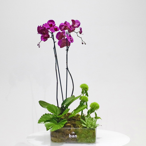 Ban Flowers - Dos Dizenio Purple Orchid - Square vase decorated with Purple orchid plant with  Dianthus Barbatus and echeveria plant. H 70 xW 30 cm.