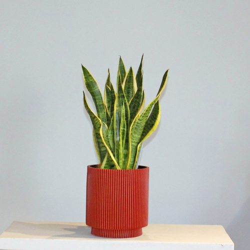 Sansevieria In Red - Sansevieria in a red cylinder pot. H 55 x 24 cm