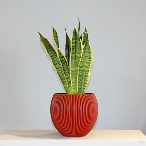 Ban Flowers - Sansevieria In Red 2 - Sansevieria plant in red round pot. H 55 x W 22 cm